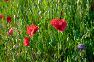 red poppies in the field