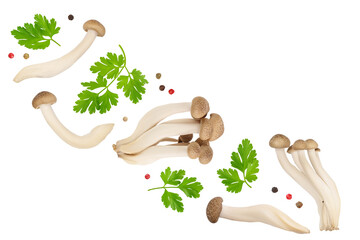 Brown beech mushrooms or Shimeji mushroom isolated on white background . Top view, flat lay