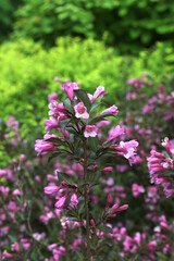 Close-up of the beautiful red Weigela florida flowers