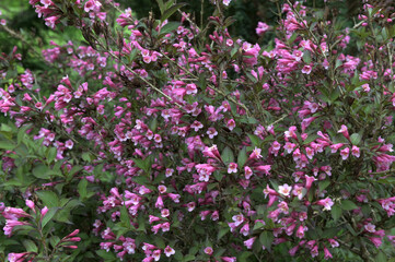 Close-up of the beautiful red Weigela florida flowers