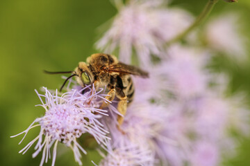 macro honey bee on blue mistflower