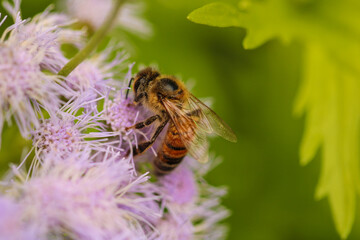 macro honey bee on blue mistflower