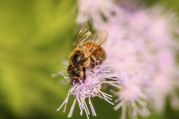 macro honey bee on blue mistflower