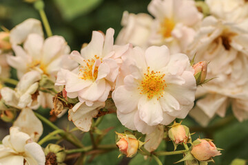 white rose flowers