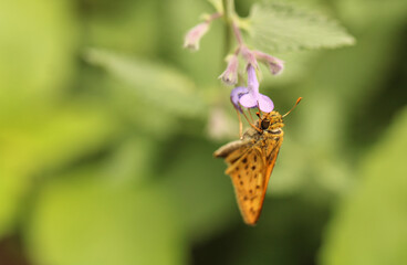 Fiery skipper butterfly moth on flower macro