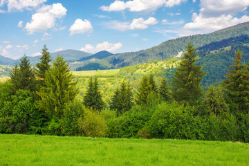 Fototapeta premium pasture and forest on the hill. sunny summer weather in carpathian mountains, ukraine. green countryside scenery. puffy cumulus clouds on the blue sky. vacation and tourism season