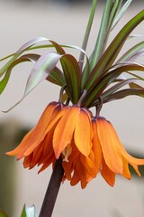 Close up of an imperial fritillary (fritillaria imperialis) flower in bloom