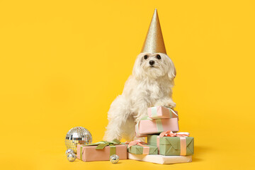 Cute Bolognese dog in party hat celebrating Birthday with gift boxes on yellow background