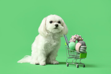 Cute Bolognese dog with shopping cart with toys and credit card on green background