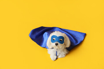 Cute little dog in superhero costume lying on yellow background