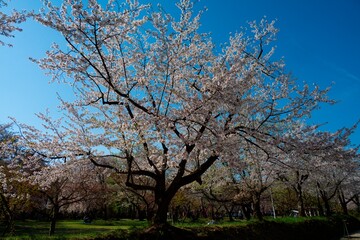Fototapeta premium 弘前城公園の桜