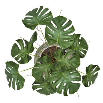 houseplant, top view, isolated on transparent background