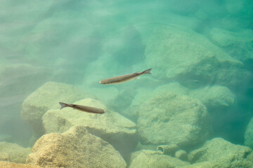 Tropical fish in sea water as background.