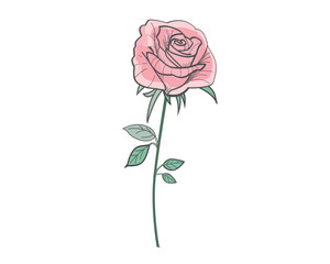pink rose design contour line 