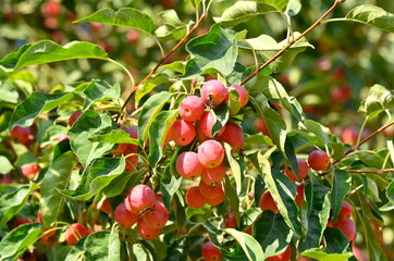 Paradis (crabapple) apple tree