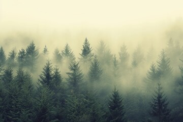 Fototapeta premium A foggy forest scene dominated by tall pine trees in the background with a vintage retro vibe