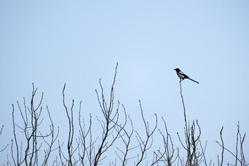 Bird with long tail is on top of tree on a winter day. The Eurasian magpie