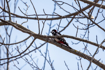 Great spotted woodpecker is on a branch
