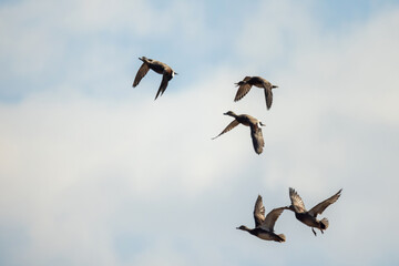 Group of wild ducks fly in the sky