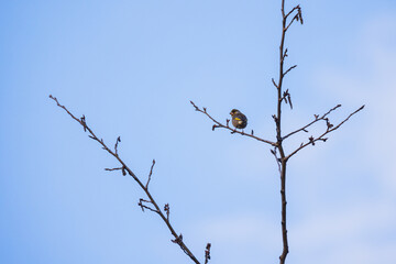 A yellow bird is on the branch. The Eurasian siskin is a small passerine bird