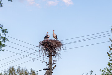 White storks are in a stork nest on a power line pole