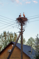 White storks are in a stork nest on a power line pole under blue sky