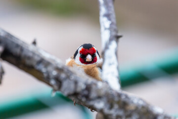 Portrait of a  little bird sitting on the tree branch. The European goldfinch
