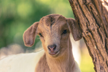 Portrait von einem Schaf auf dem Feld