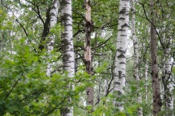 Obraz premium birch forest in summer with green leaves, nature series.