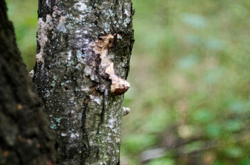 Mushroom on the bark of a tree in the forest.