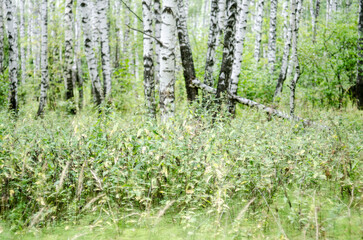 Obraz premium birch forest in sunlight in the morning, soft focus background