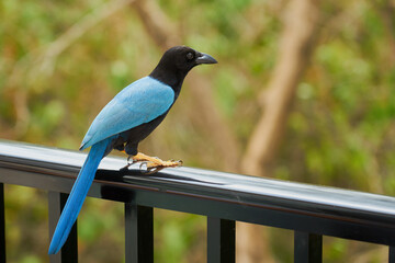 A blue tropical bird on the fence.