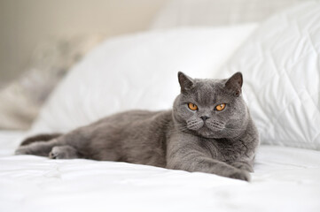 Gray British shorthair cat laying on white bedding, home allergy source, domestic pet fur allergy...