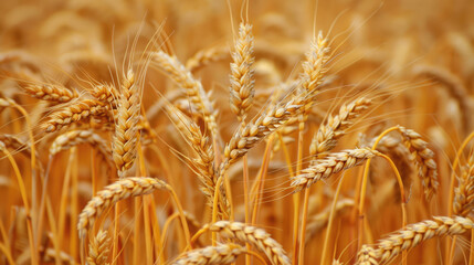 Naklejka premium Wheat field. Beautiful agriculture background.