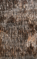 Obraz premium Palm tree texture. Background of palm tree bark. Organic background and texture. Abstract texture and background for designers. Macro view of palm tree bark. Natural pattern.
