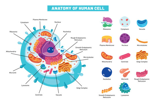 The Structure Of Human Cell