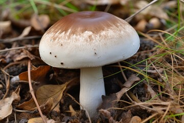 Detailed close-up view lone mushroom thriving on the earths floor, showcasing its intricate gills