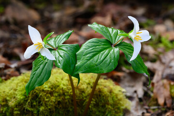 Pair of wild western white trillium growing on forest floor in wet mossy Spring environment
