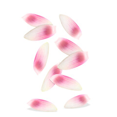 Pink lotus flower petals falling on white background
