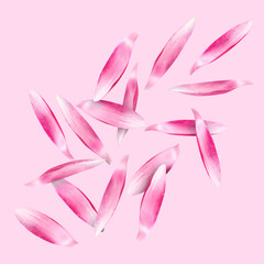 Lotus flower petals falling on pink background