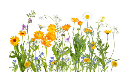 Fototapeta premium Colorful meadow flowers on white background, banner design