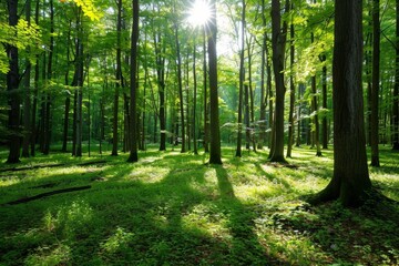 Sunlight streaming through a serene forest with fresh green foliage.