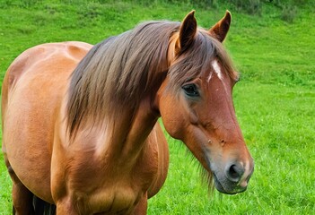 Obraz premium Brown horse with a dark mane stands on the lawn of a bright green field
