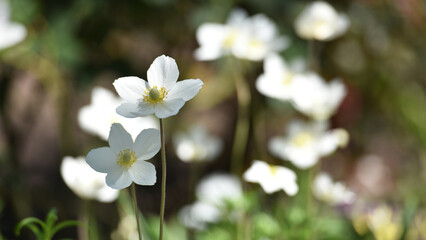 Anemone sylvestris. delicate flowers in the garden, in the flowerbed. floral background. beautiful delicate Anemone sylvestris. white flowers on a natural background. close-up