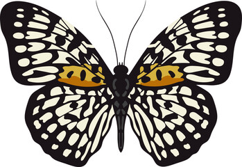 Butterfly Panther. Neurosigma siva, Limenitidinae, Nymphalidae. Hand drawn bright insect.