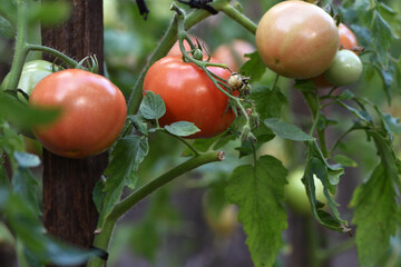 closeup the red ripe tomato growing with leaves and plant in the farm over out of focus green background. close-up tomato, ripe vegetable, vegetarian food. greenhouse plant in the garden