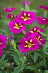 blooming colorful petunia flowers