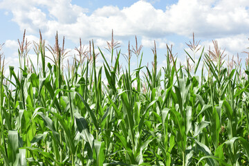 Obraz premium ears of corn and green leaves on a field background close-up. Corn farm. A selective focus picture of corn cob in organic corn field. concept of good harvest, agricultural