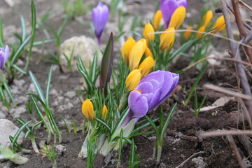 crocuses are yellow and lilac in the garden in spring