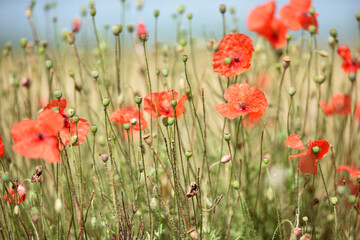 Obraz premium poppy flowers. natural background. Close-up of tender red field poppy Papaver rhoeas. wildflowers naturally growing in the meadow. beautiful delicate red poppy flowers